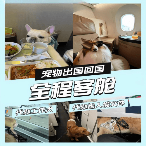 新竹县宠物托运到白俄罗斯宠物入境规定和要求